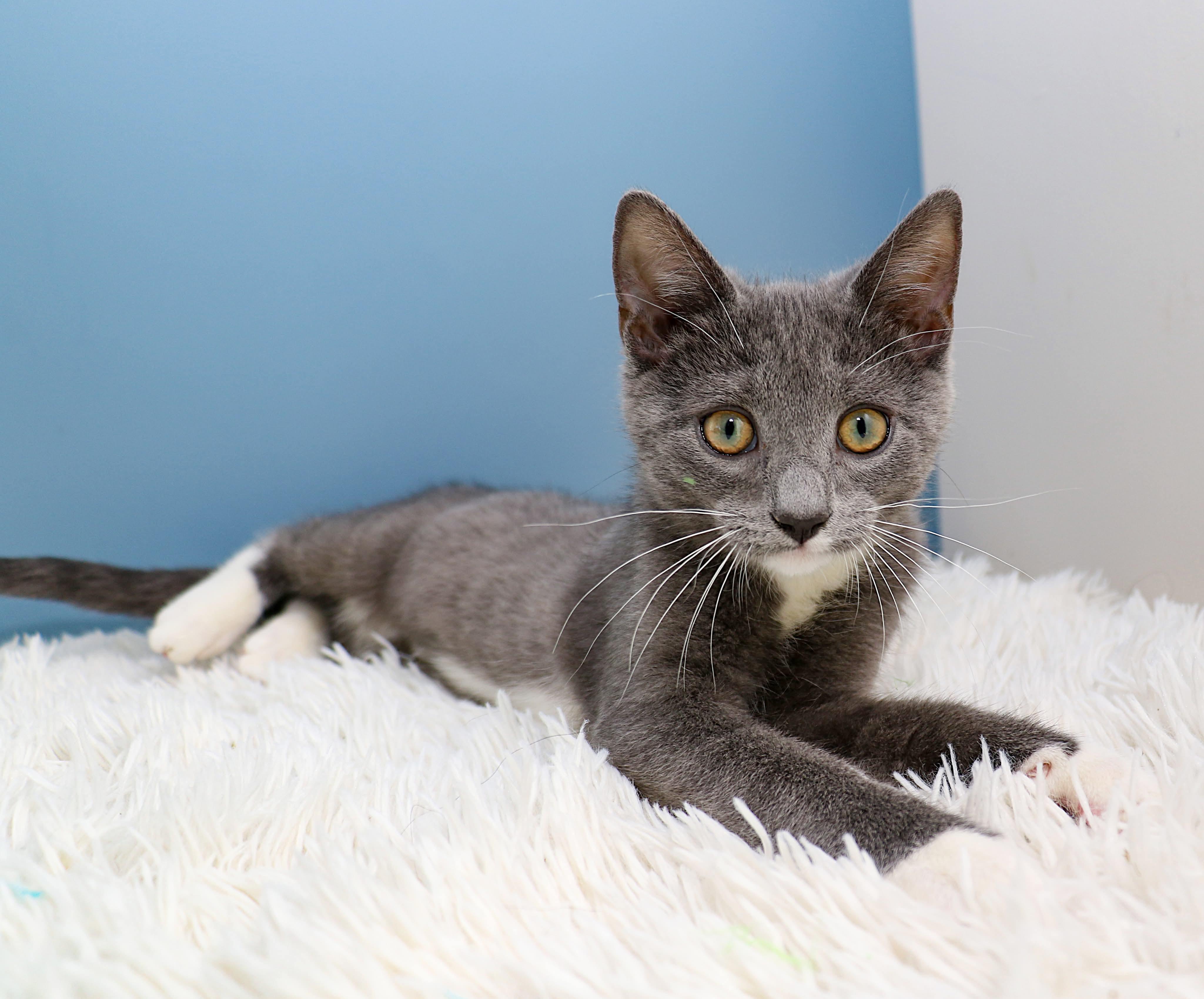 Enlarge Car litter - Coupe, an adopted Domestic Short Hair in Charlotte, NC image 2/4