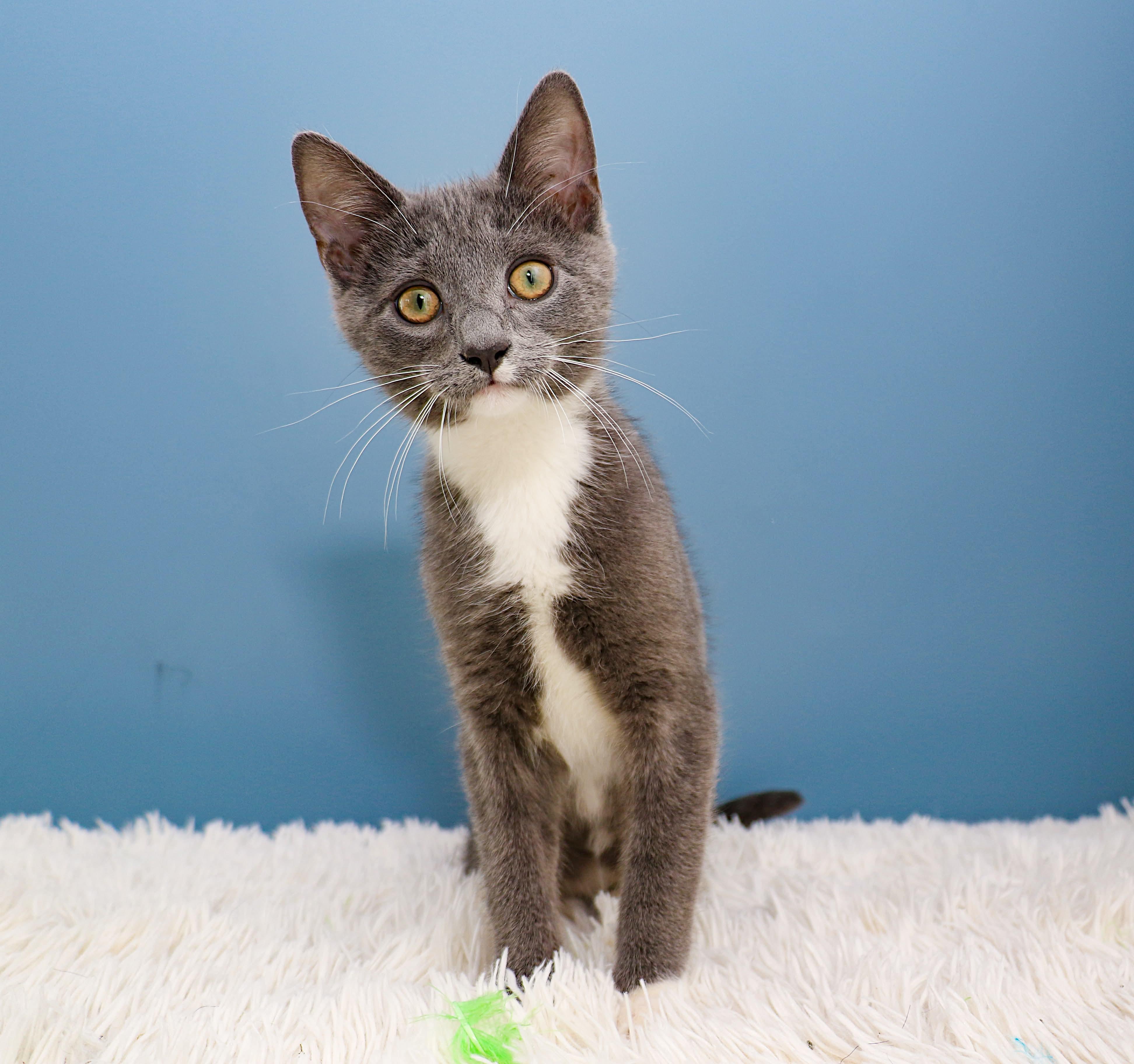 Enlarge Car litter - Coupe, an adopted Domestic Short Hair in Charlotte, NC image 1/4