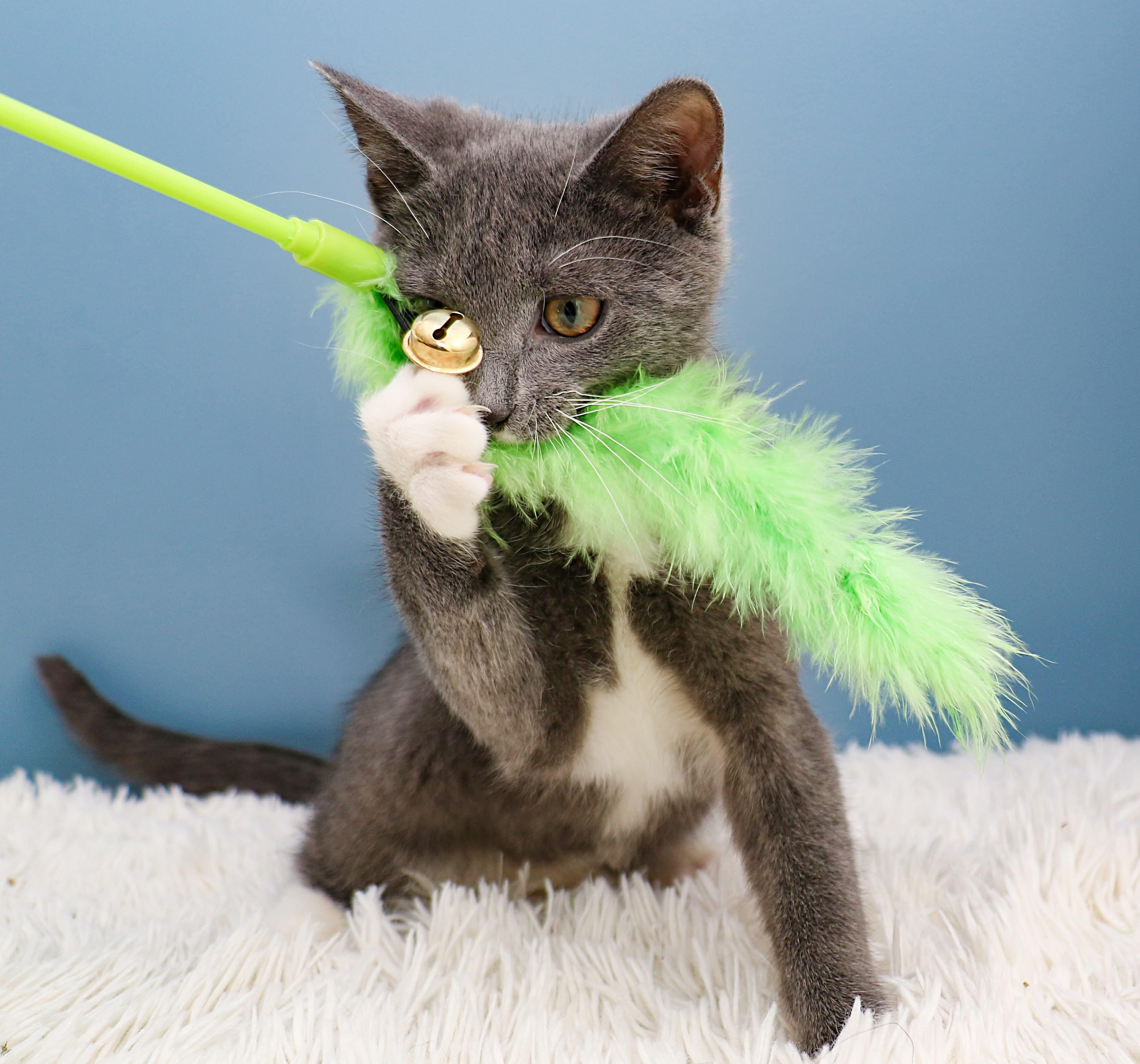 Enlarge Car litter - Coupe, an adopted Domestic Short Hair in Charlotte, NC image 3/4