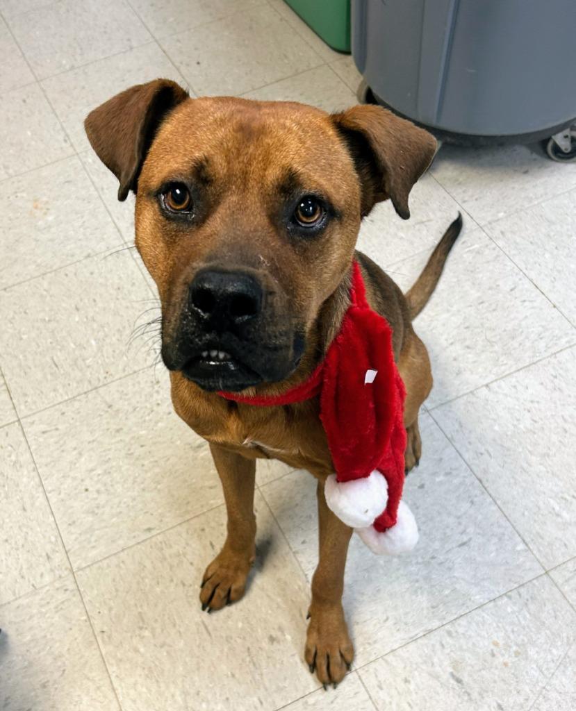 Goober, Adoptable, Young Male Boxer & Hound.
