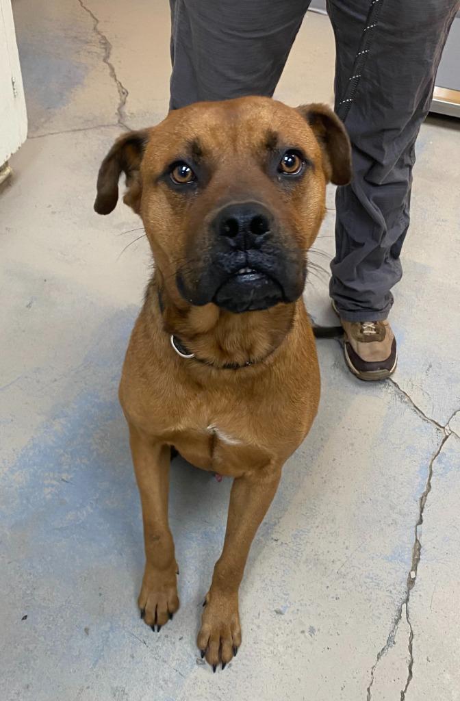 Enlarge Goober, a Adoptable mixed breed in Bryant, AR image 1/1