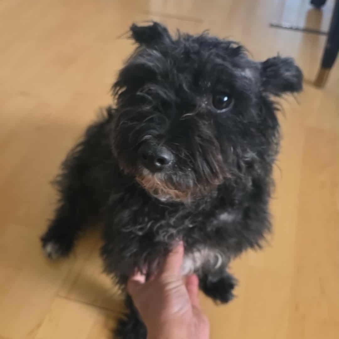 Enlarge Bear, a ADOPTABLE Miniature Schnauzer in Homer Glen, IL image 5/6