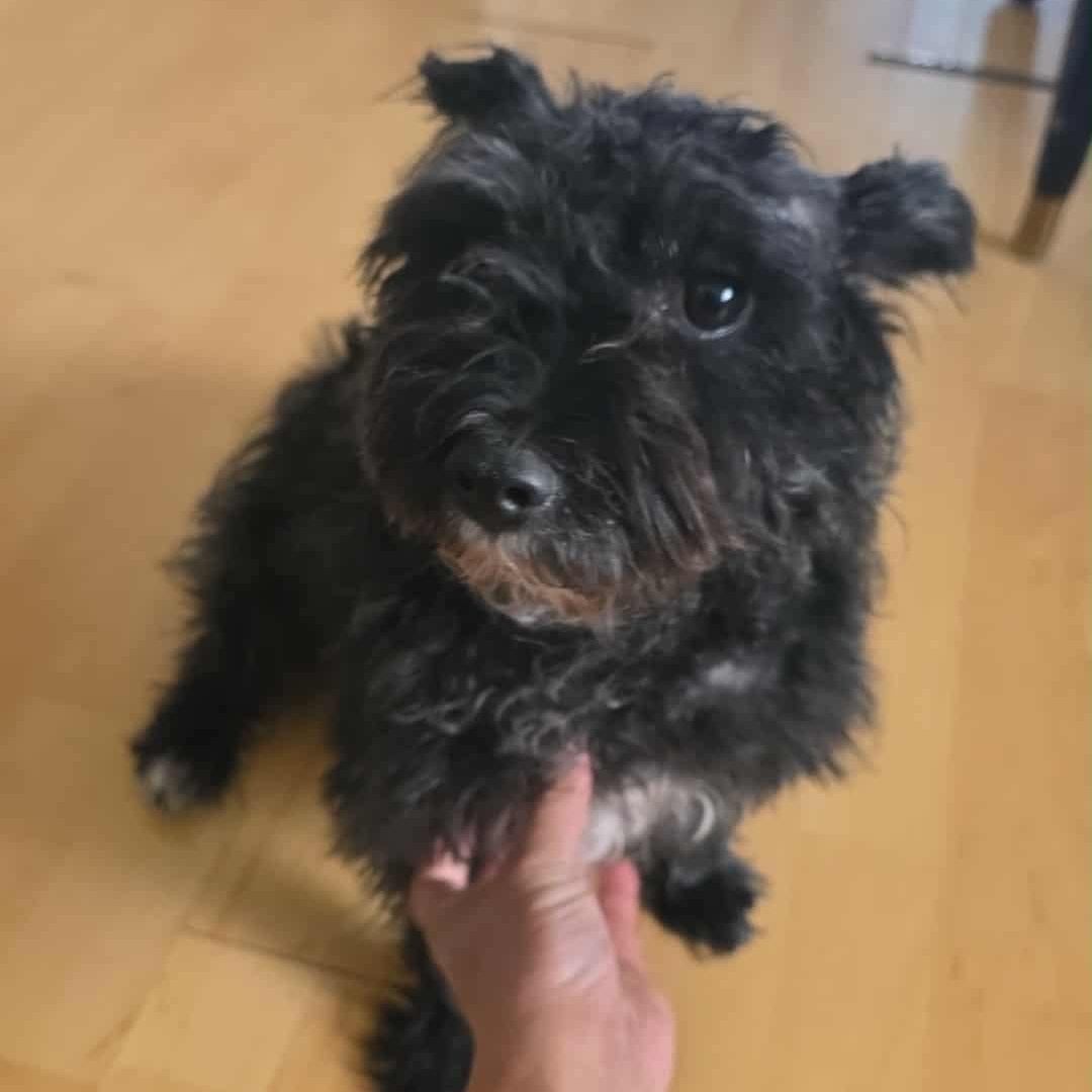 Enlarge Bear, a ADOPTABLE Miniature Schnauzer in Homer Glen, IL image 4/6