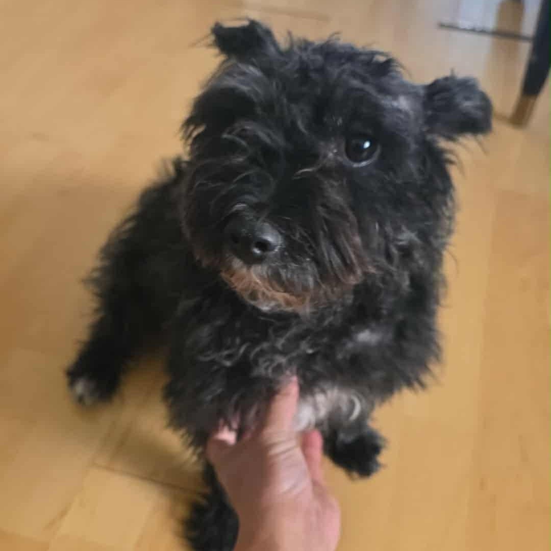 Enlarge Bear, a ADOPTABLE Miniature Schnauzer in Homer Glen, IL image 6/6