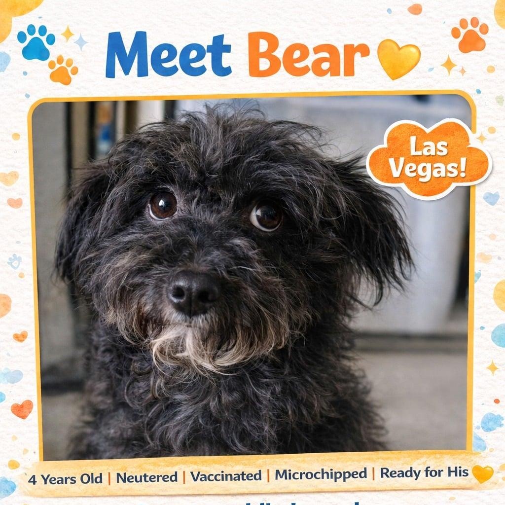 Enlarge Bear, a ADOPTABLE Miniature Schnauzer in Homer Glen, IL image 1/6