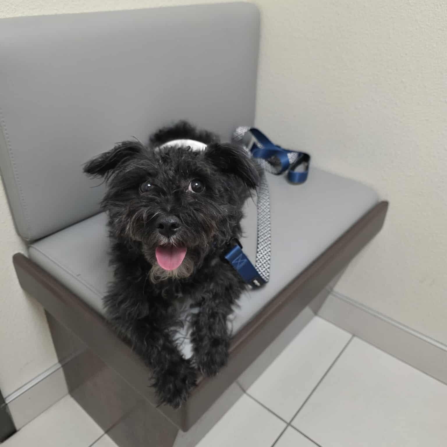 Enlarge Bear, a ADOPTABLE Miniature Schnauzer in Homer Glen, IL image 2/6