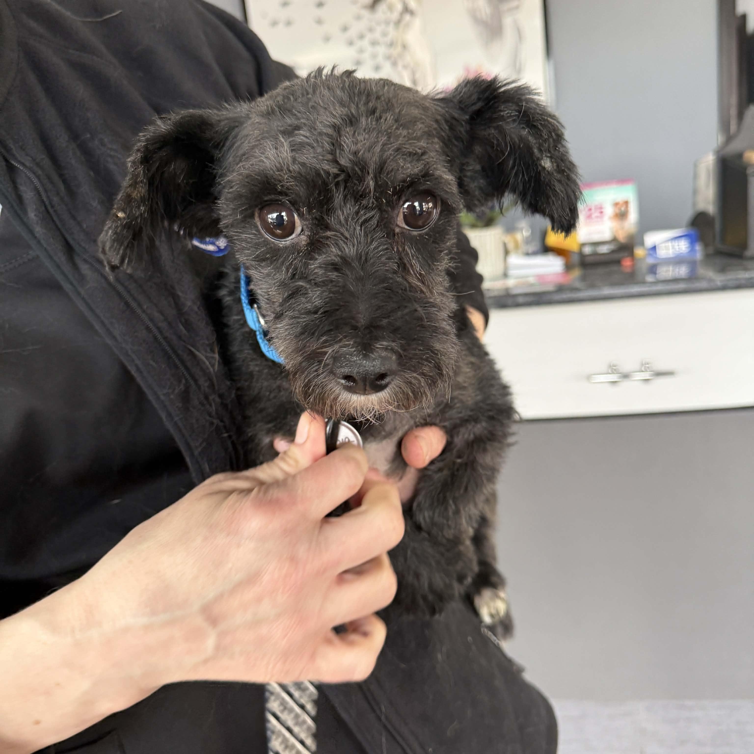 Enlarge Bear, a ADOPTABLE Miniature Schnauzer in Homer Glen, IL image 3/6