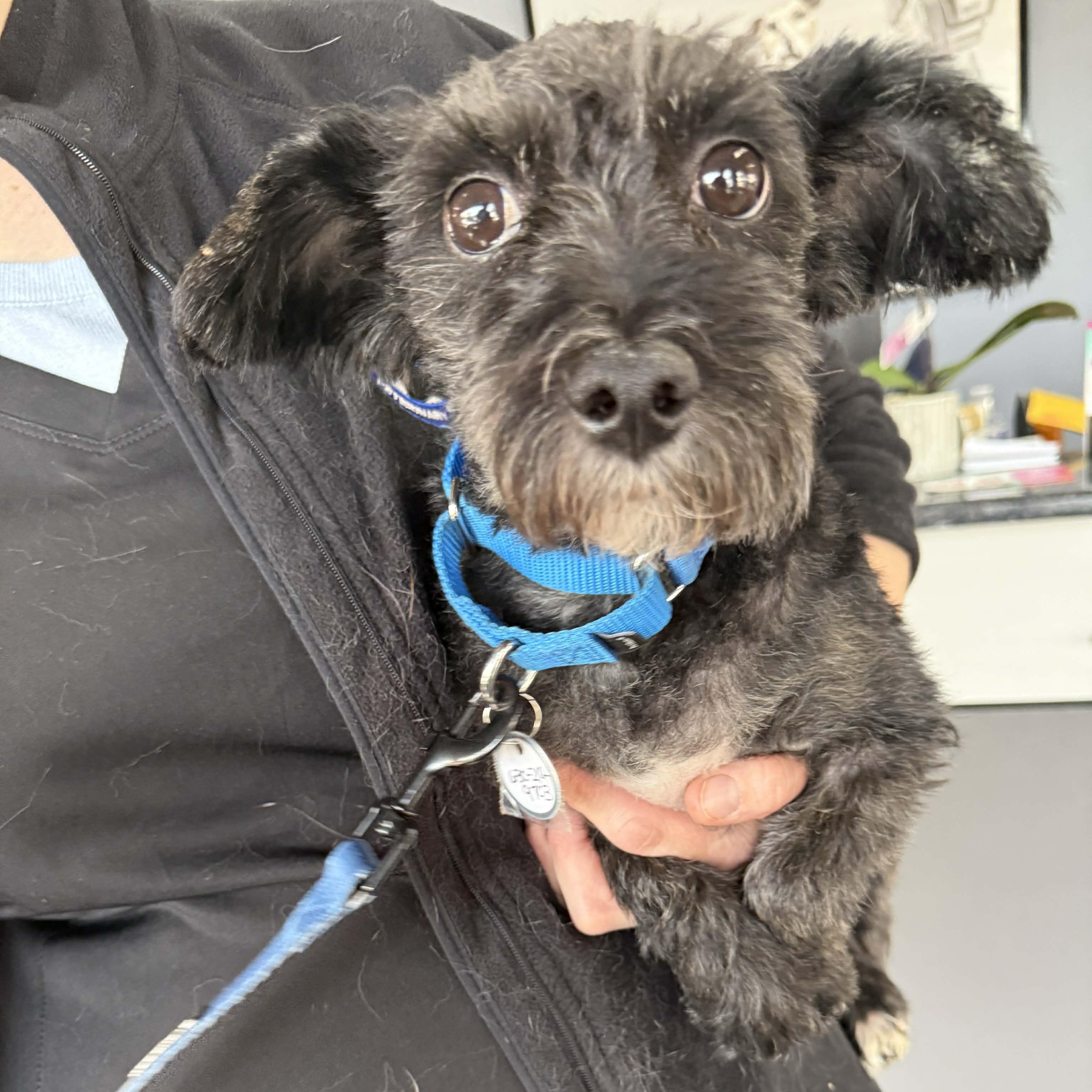 Enlarge Bear, a ADOPTABLE Miniature Schnauzer in Homer Glen, IL image 4/6