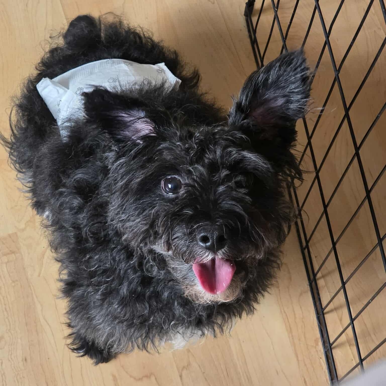 Enlarge Bear, a ADOPTABLE Miniature Schnauzer in Homer Glen, IL image 3/6