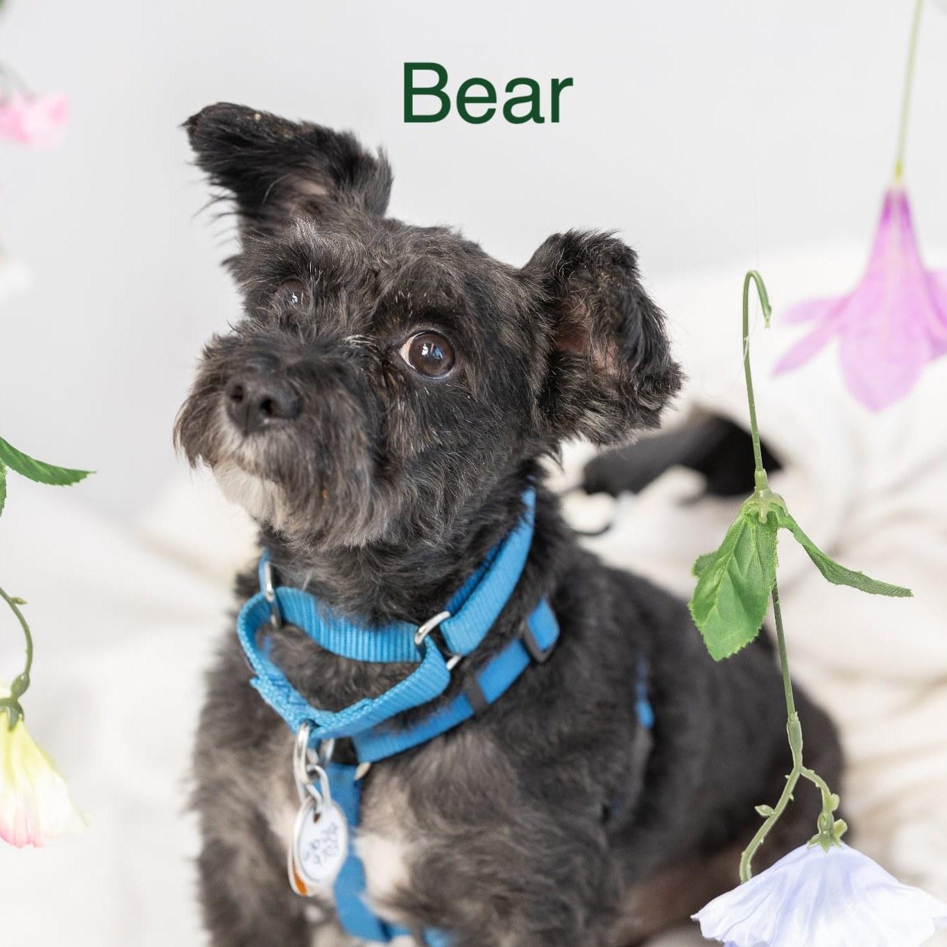 Enlarge Bear, a ADOPTABLE Miniature Schnauzer in Homer Glen, IL image 1/6
