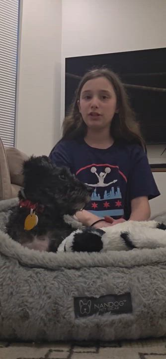 Enlarge Bear, a ADOPTABLE Miniature Schnauzer in Homer Glen, IL video 6/6