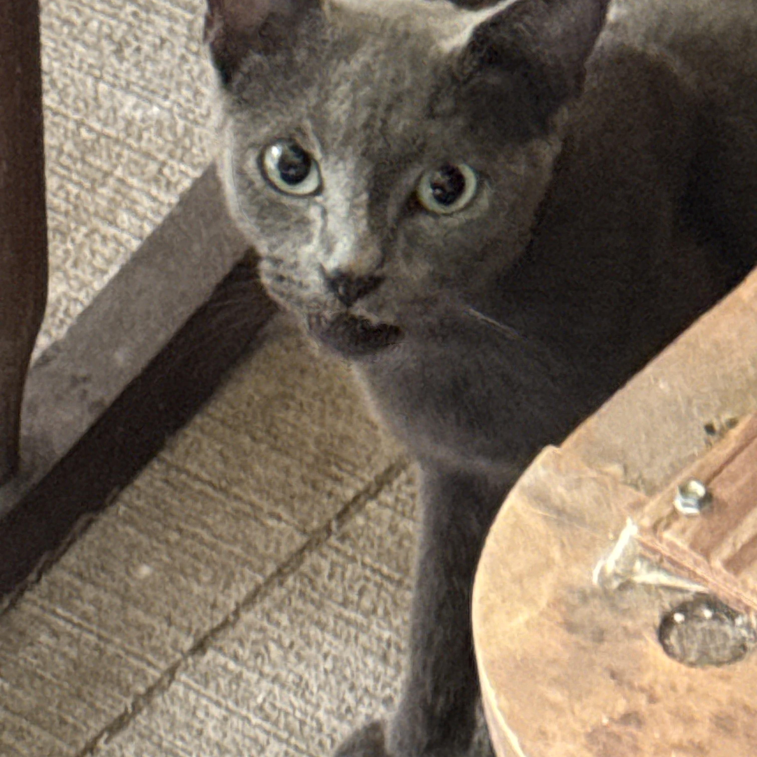 Iris, Adopted, Young Female Russian Blue.