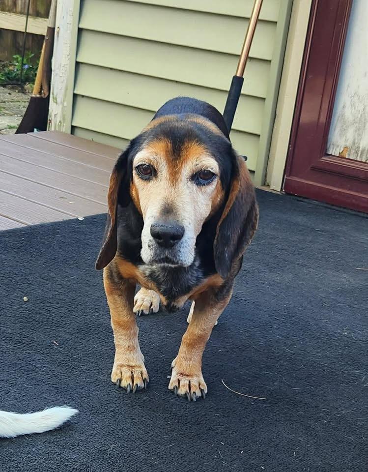 Enlarge Scout, a ADOPTABLE Beagle in Succasunna, NJ image 1/4