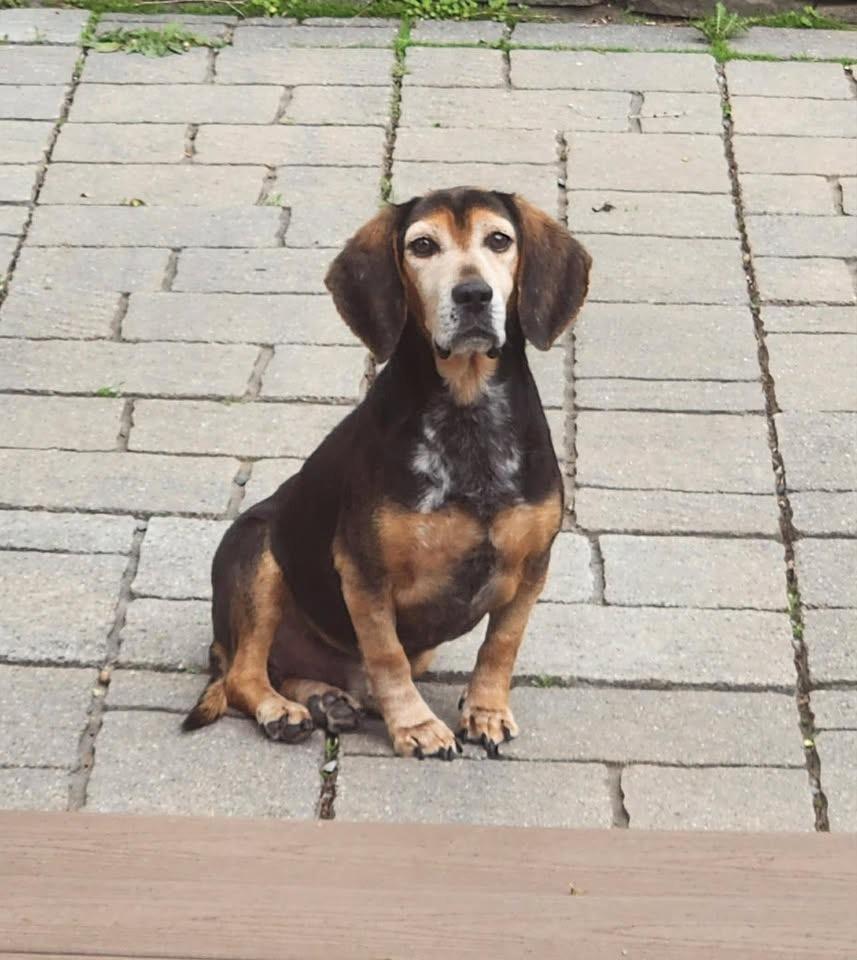 Enlarge Scout, a ADOPTABLE Beagle in Succasunna, NJ image 3/4