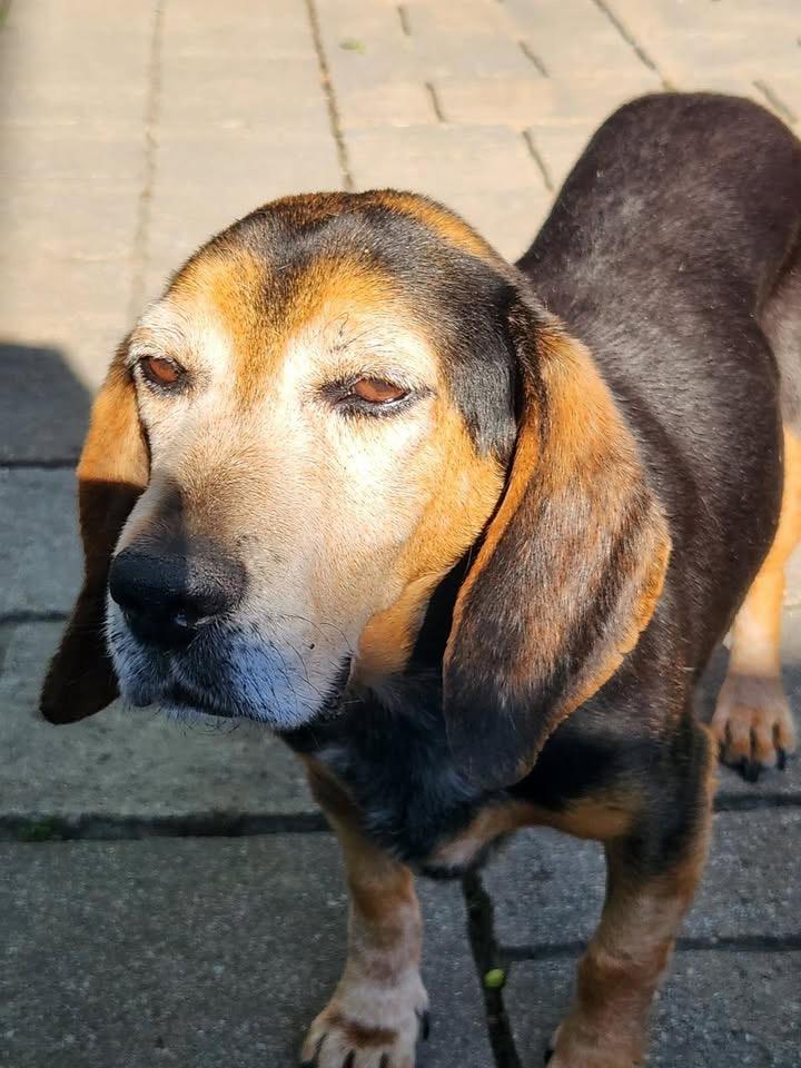 Enlarge Scout, a ADOPTABLE Beagle in Succasunna, NJ image 4/4