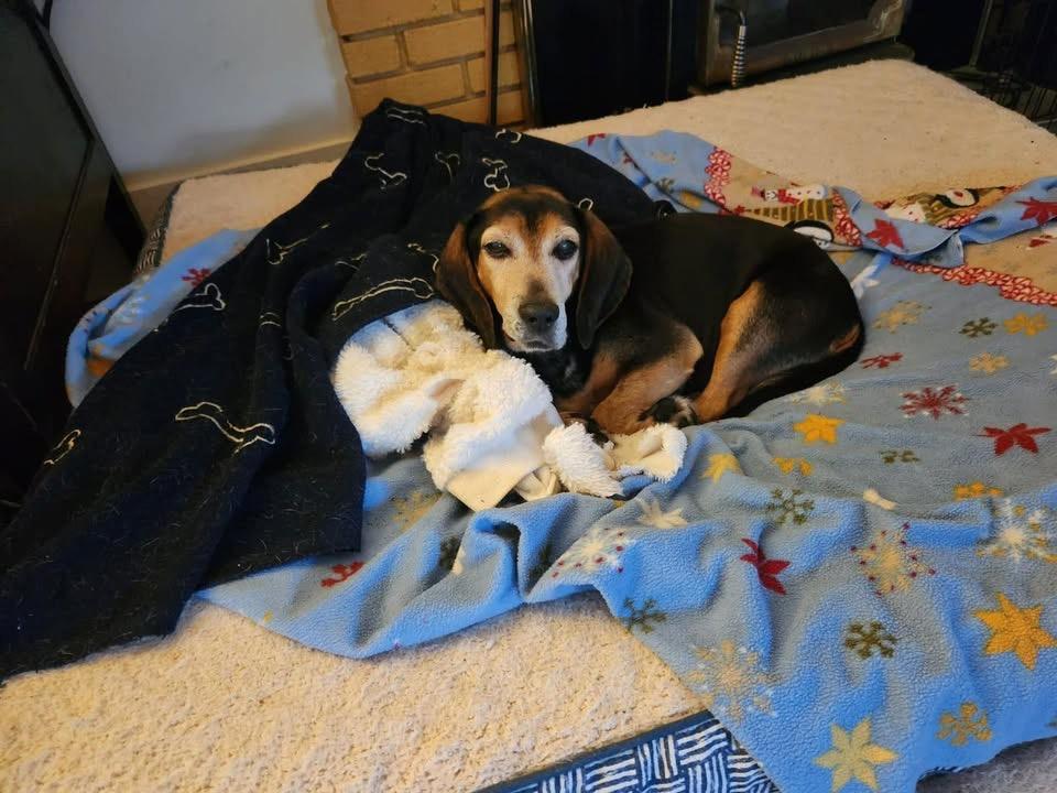 Enlarge Scout, a ADOPTABLE Beagle in Succasunna, NJ image 2/4