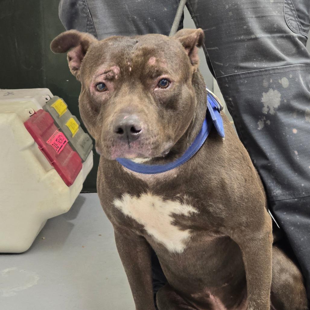 Chase, a Adoptable mixed breed in Mooresville, NC image 2/6