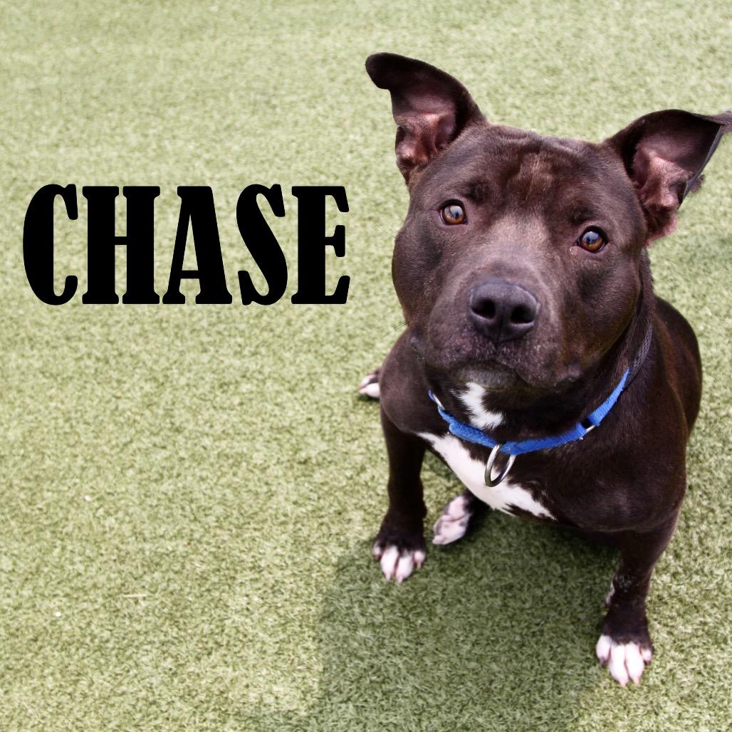 Chase, a Adoptable mixed breed in Mooresville, NC image 5/6