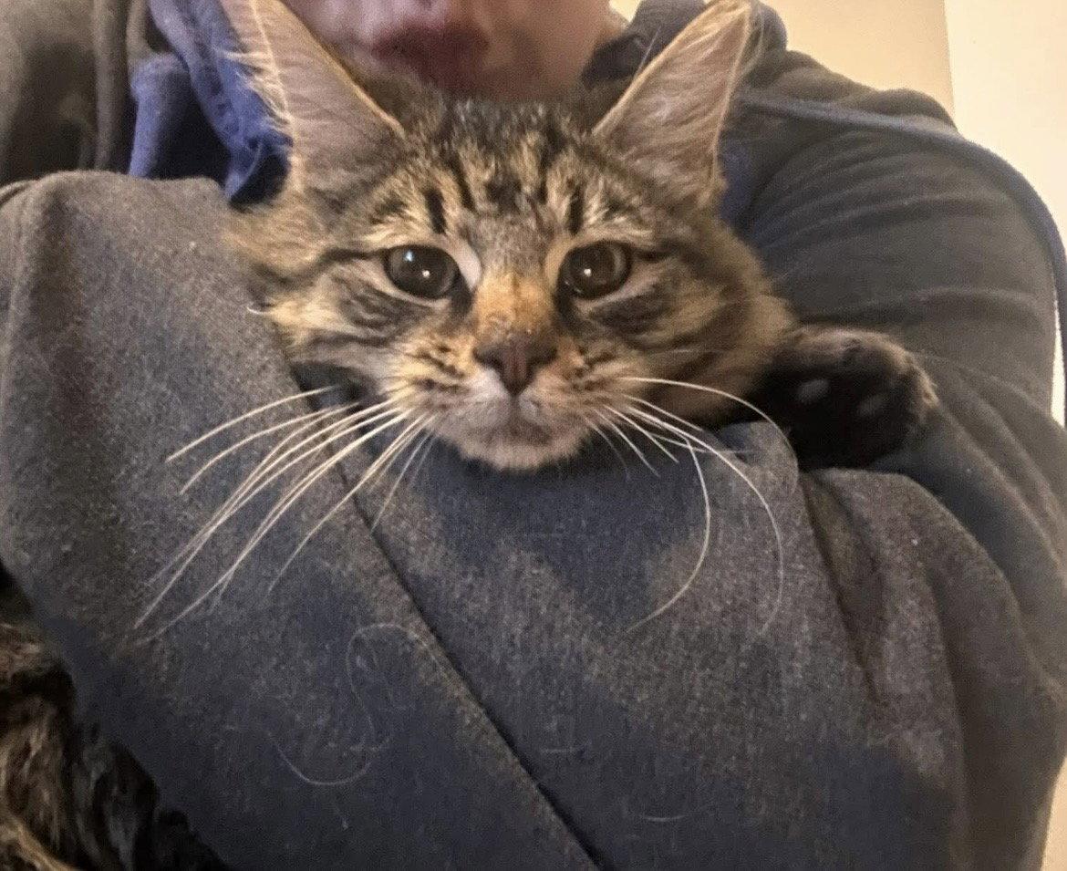 Comet, Adopted, Kitten Male Domestic Long Hair.