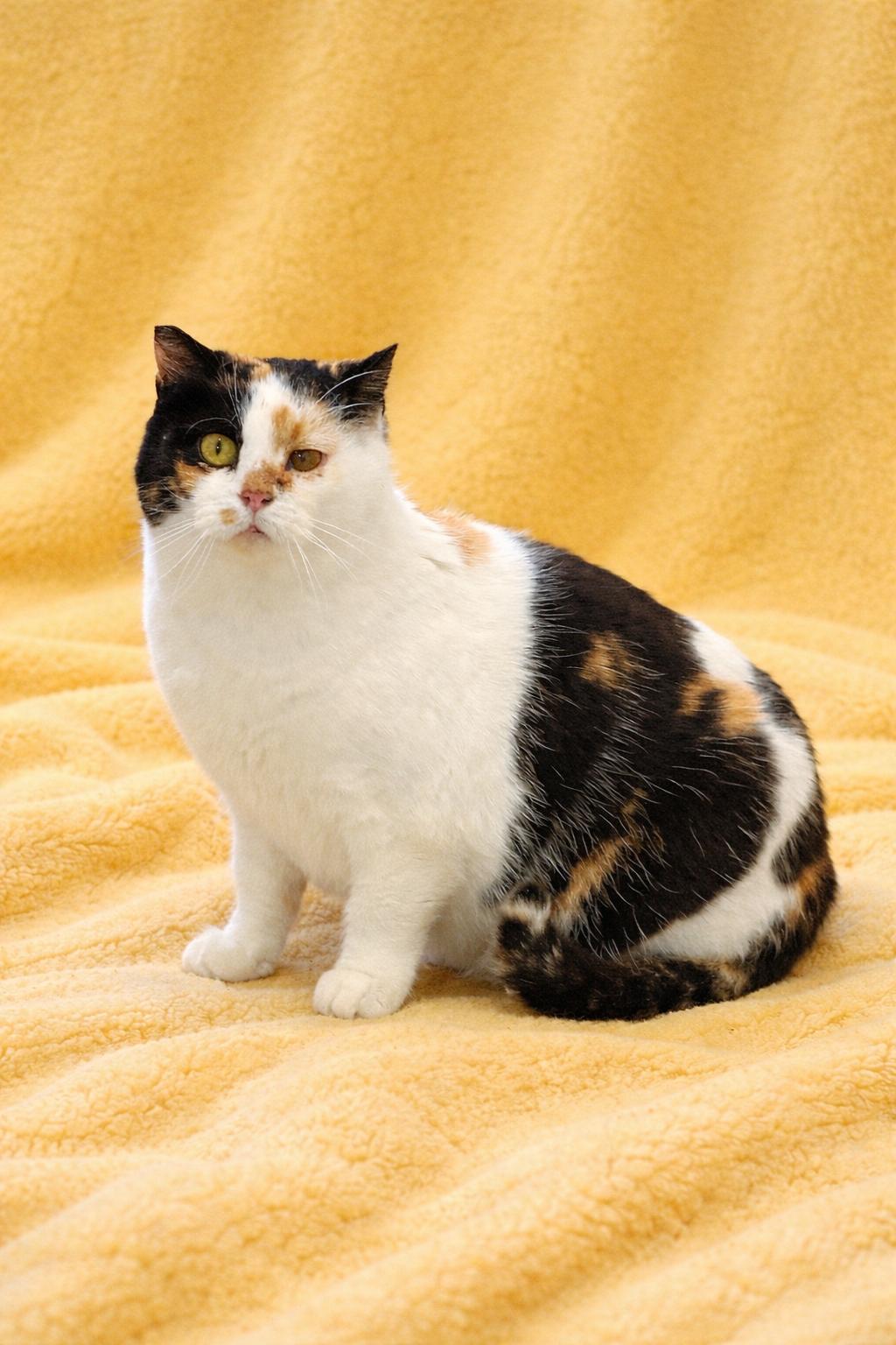 Enlarge Patches , a ADOPTABLE Calico in Copley, OH image 1/1