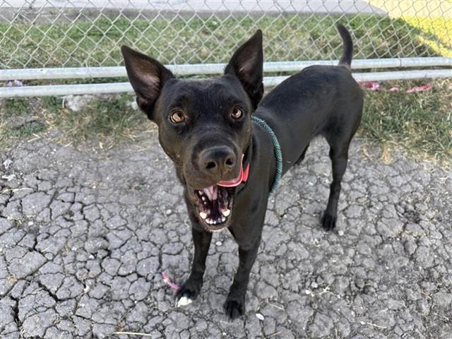 Enlarge JACK, a Adoptable mixed breed in Corpus Christi, TX image 1/1