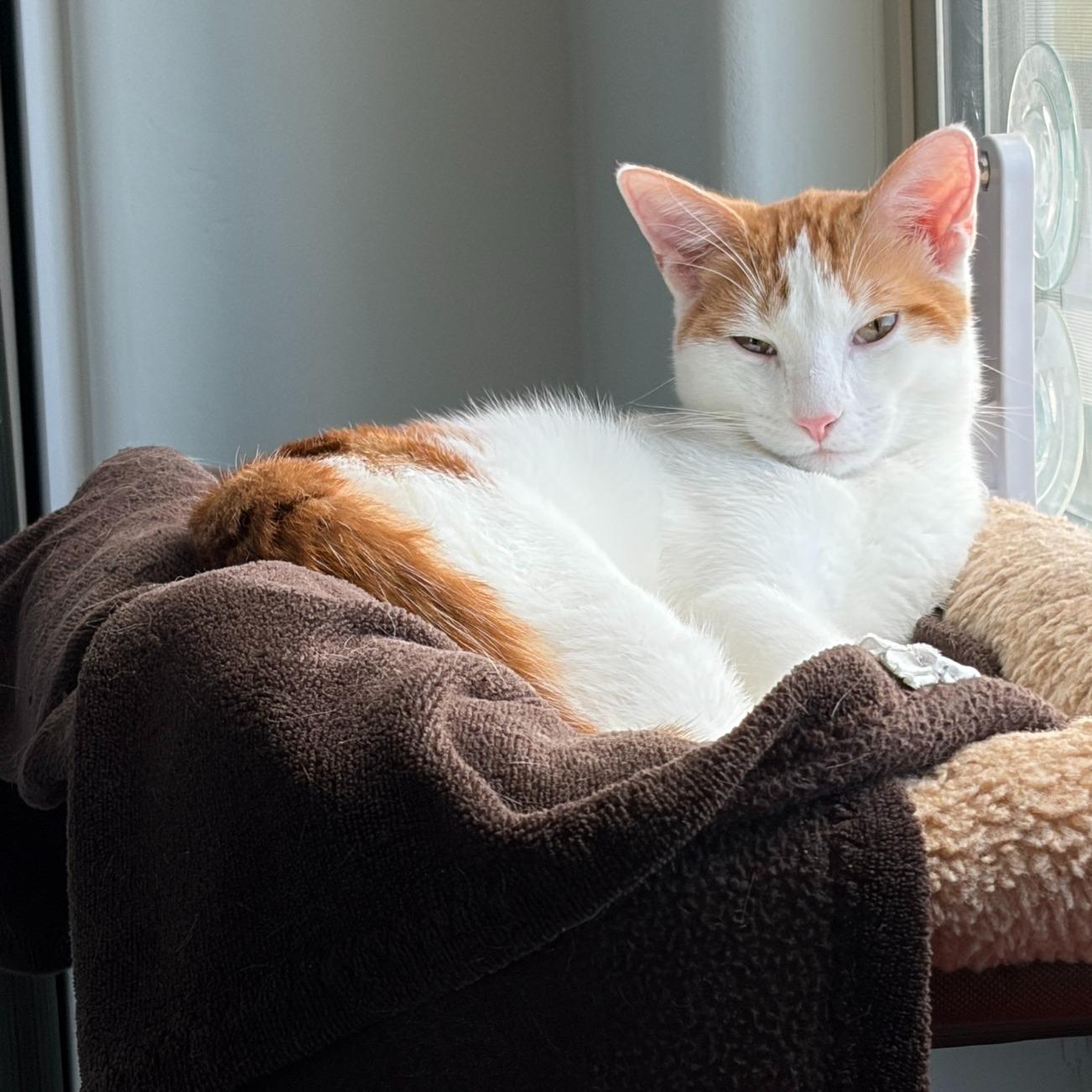 Pickles, an adopted Domestic Short Hair in Queen Creek, AZ image 2/6