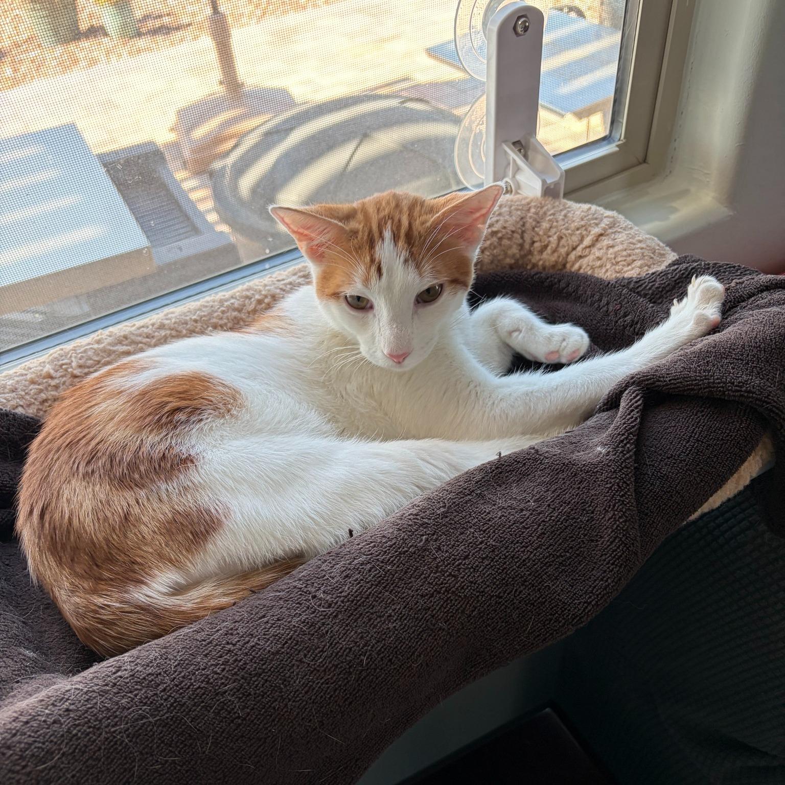 Pickles, an adopted Domestic Short Hair in Queen Creek, AZ image 4/6