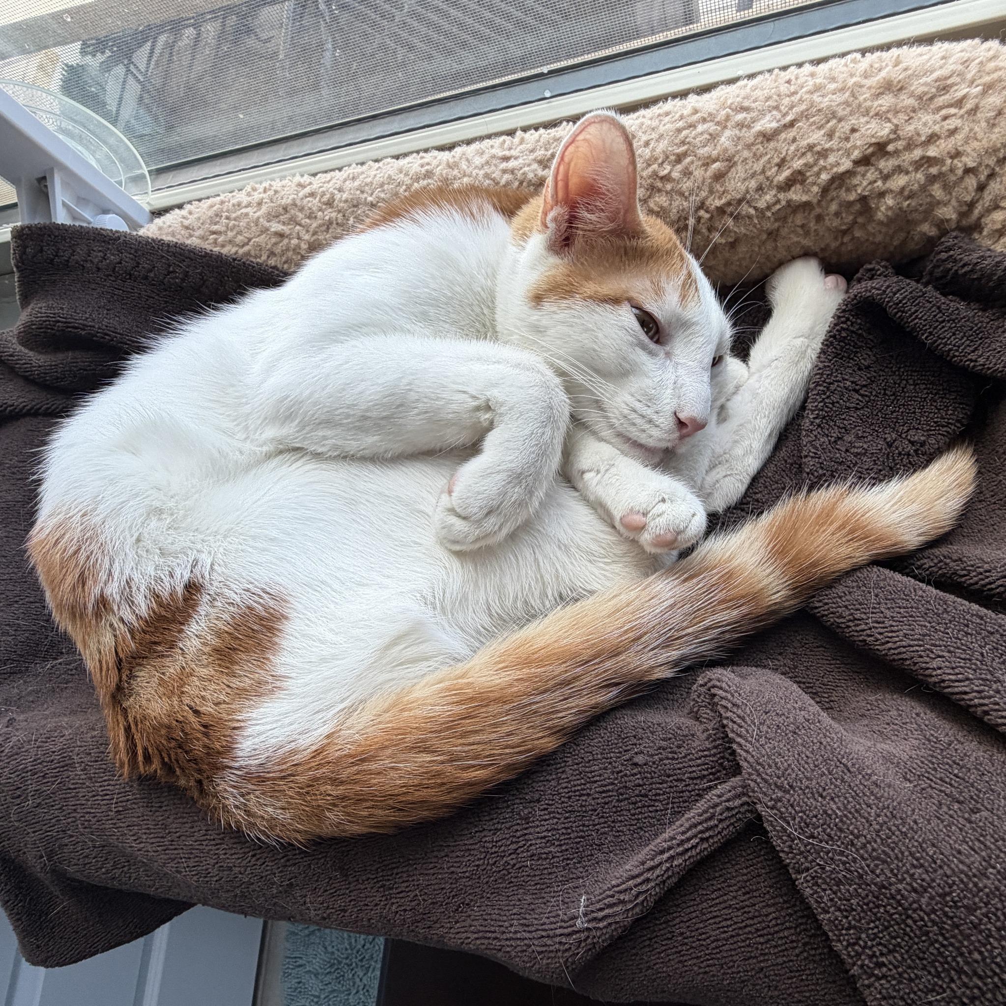 Pickles, an adopted Domestic Short Hair in Queen Creek, AZ image 5/6