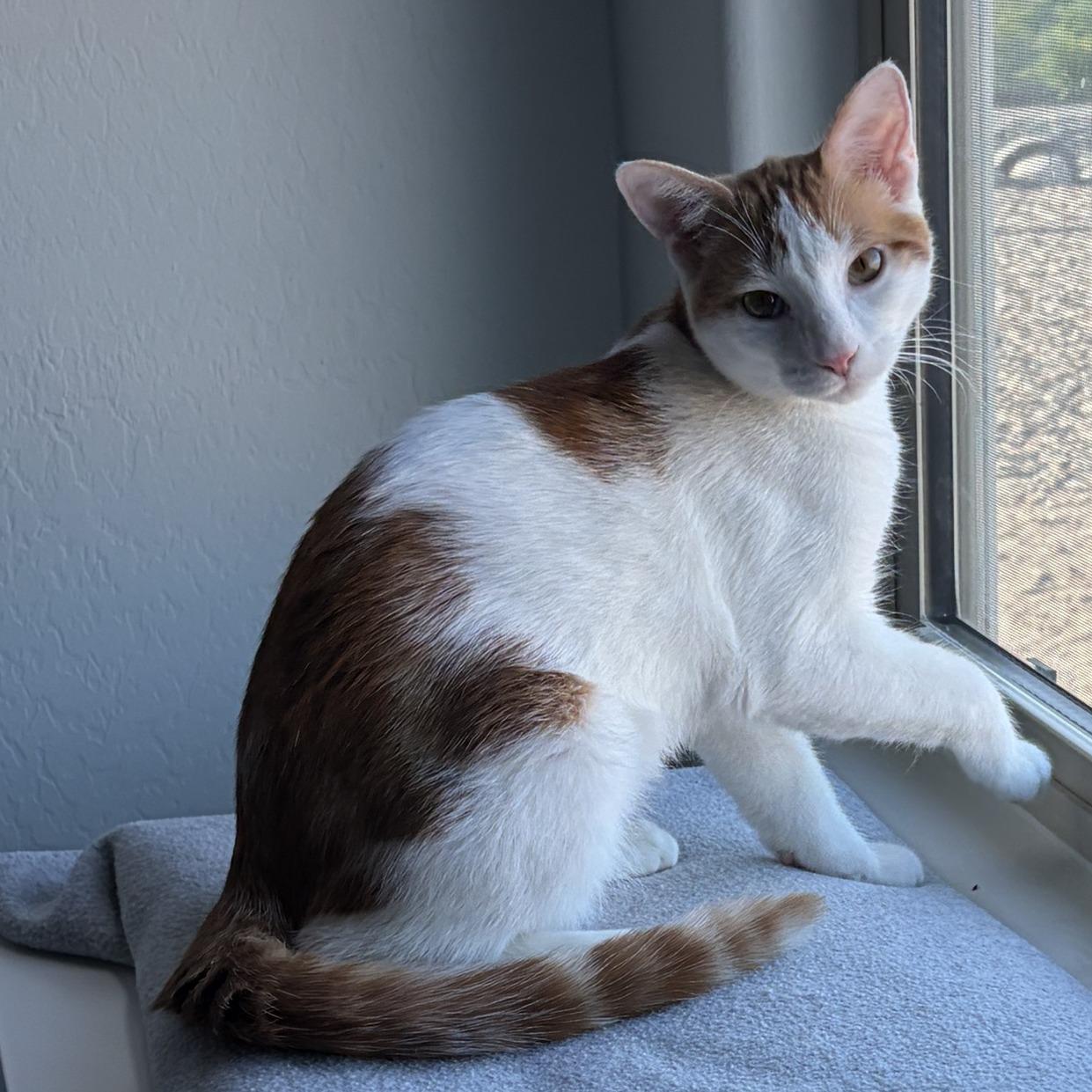 Pickles, an adopted Domestic Short Hair in Queen Creek, AZ image 1/6