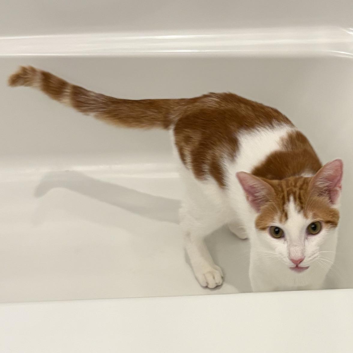 Pickles, an adopted Domestic Short Hair in Queen Creek, AZ image 6/6