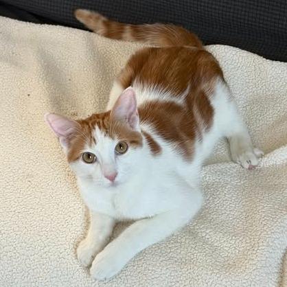 Pickles, an adopted Domestic Short Hair in Queen Creek, AZ image 3/6