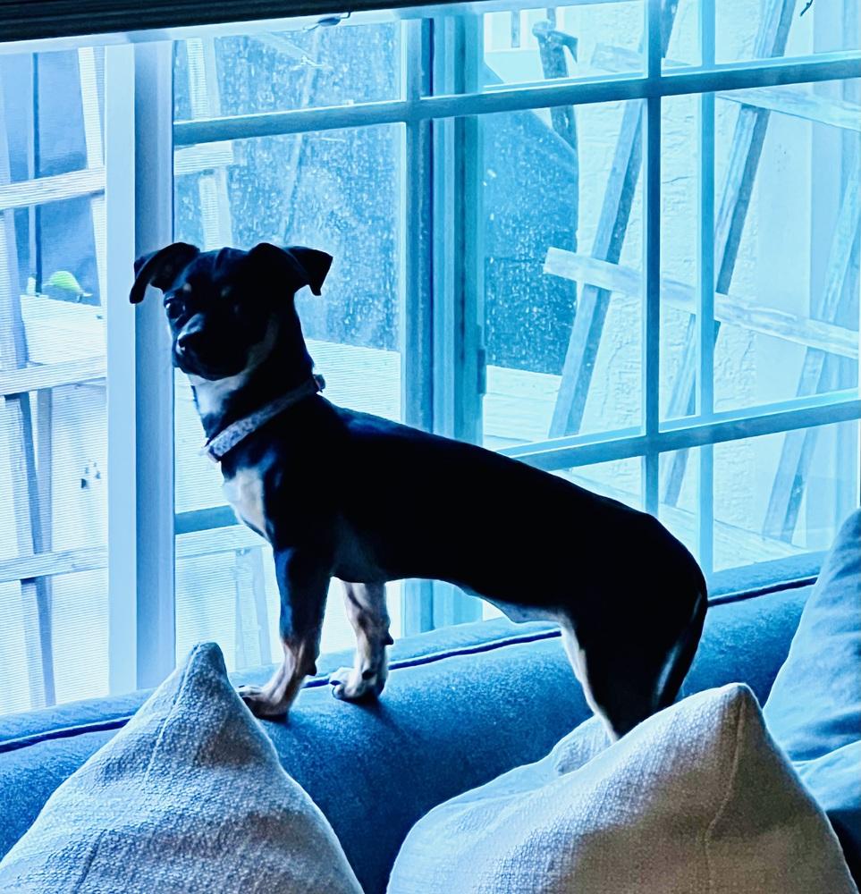 Kittle, Adoptable, Puppy Female Chihuahua.