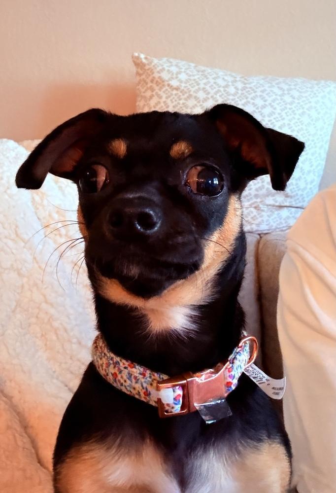 Enlarge Kittle, a Adoptable mixed breed in Pleasant Hill, CA image 2/5