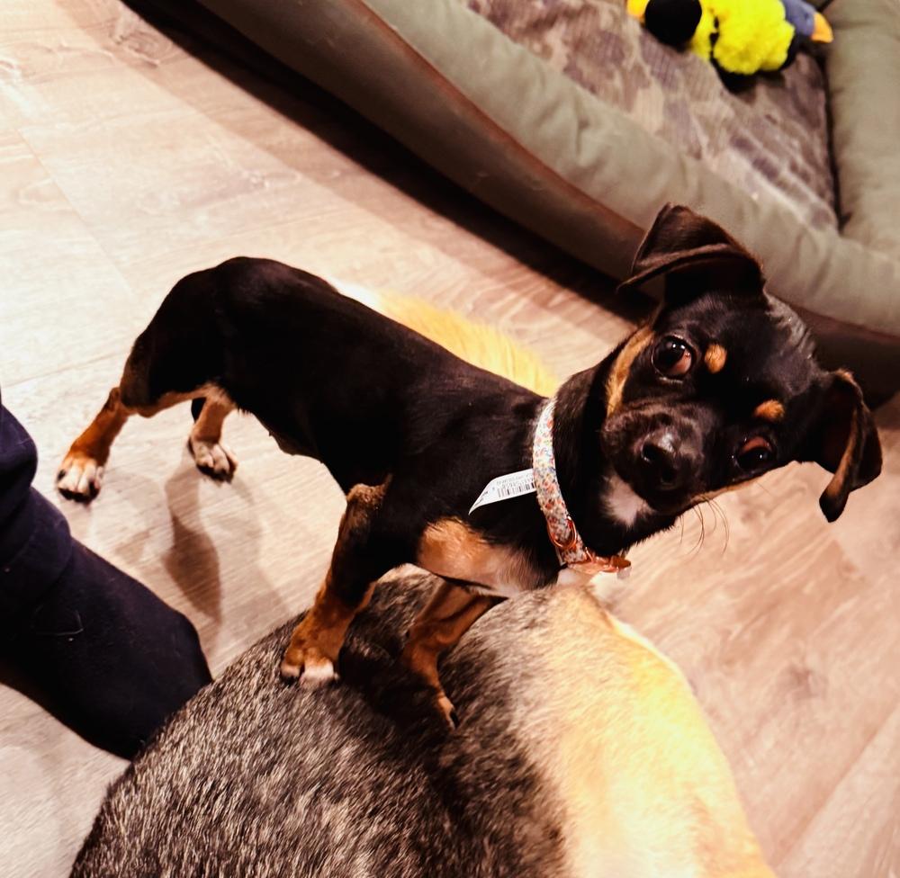 Enlarge Kittle, a Adoptable mixed breed in Pleasant Hill, CA image 3/5