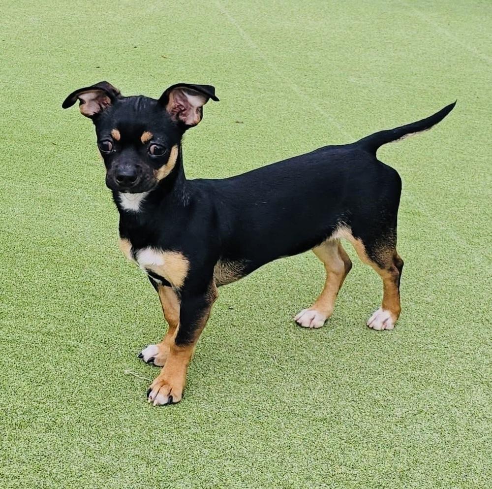 Enlarge Kittle, a Adoptable mixed breed in Pleasant Hill, CA image 4/5