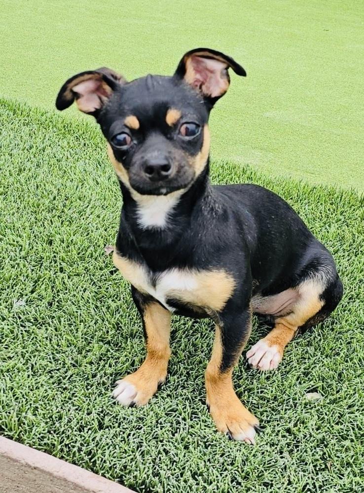 Enlarge Kittle, a Adoptable mixed breed in Pleasant Hill, CA image 5/5