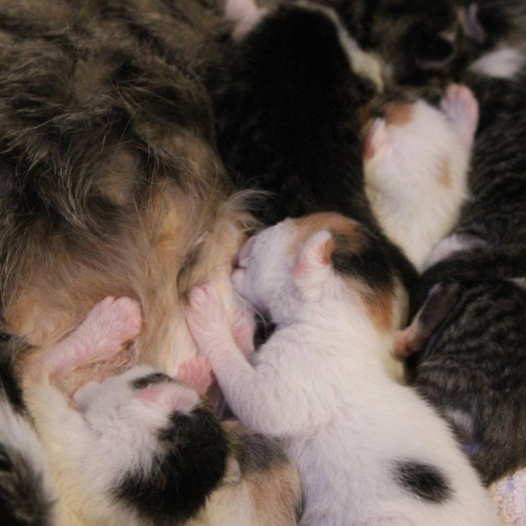 Muffin, Adoptable, Kitten Female Domestic Short Hair.