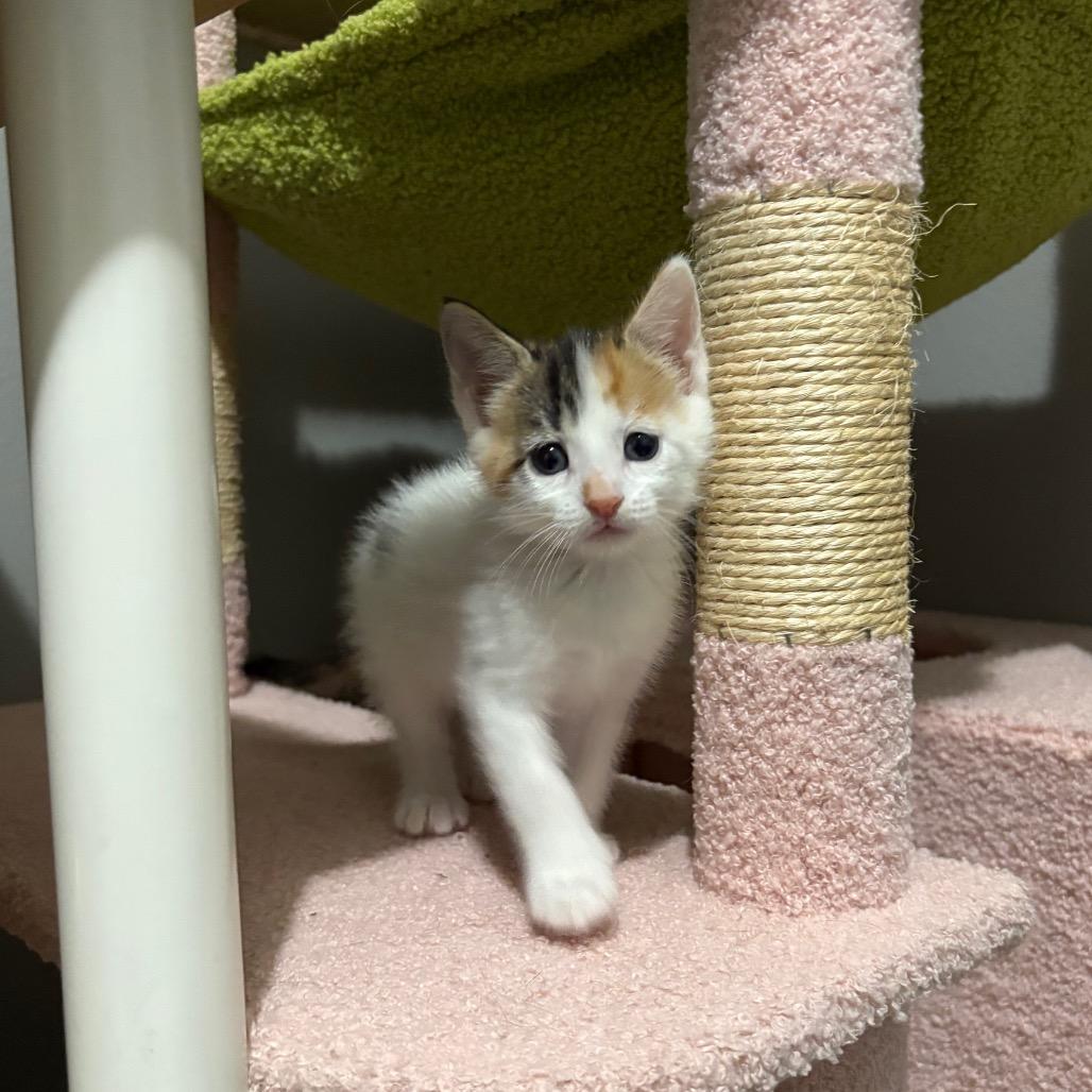 Enlarge Muffin, a Adoptable Domestic Short Hair in Fort Collins, CO image 2/6