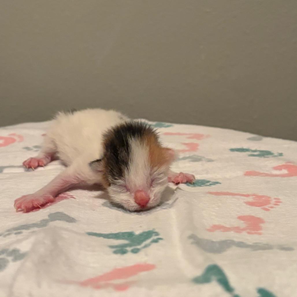Enlarge Muffin, a Adoptable Domestic Short Hair in Fort Collins, CO image 3/6