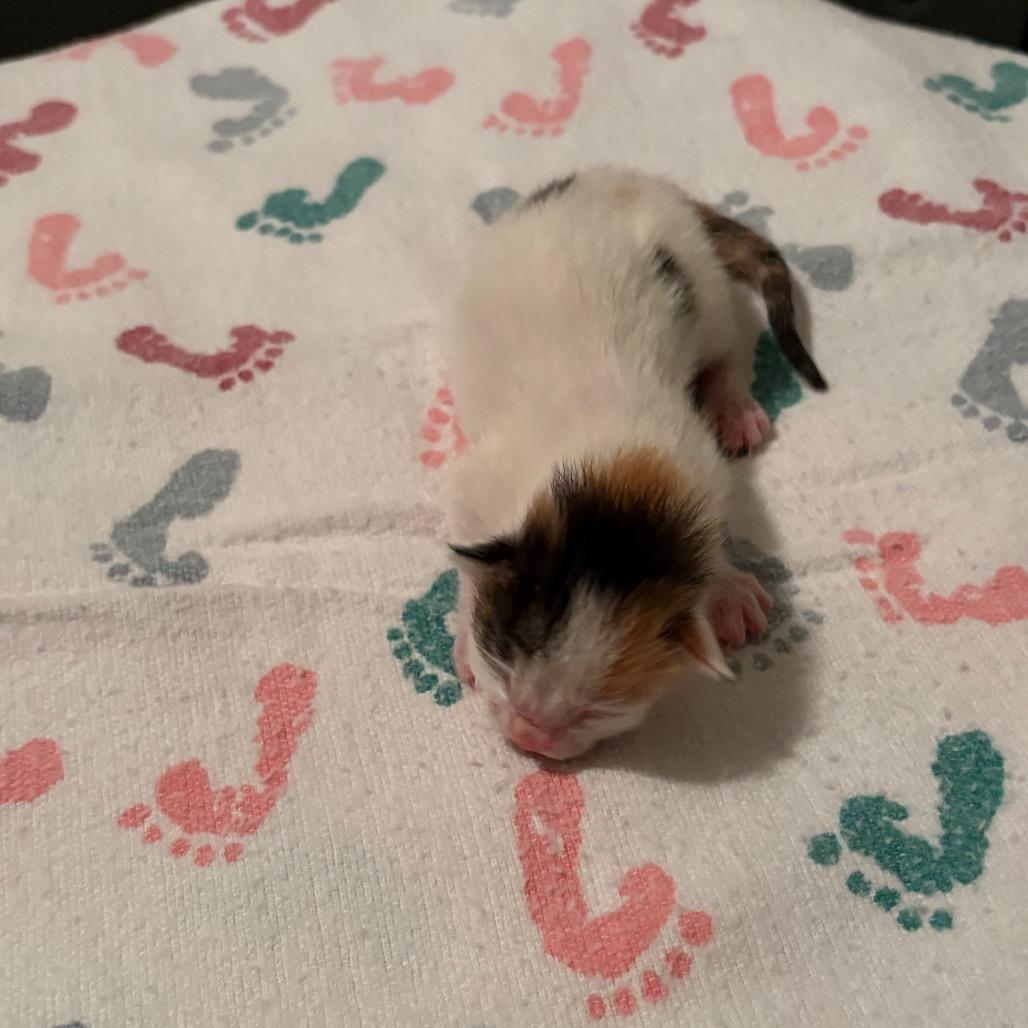 Enlarge Muffin, a Adoptable Domestic Short Hair in Fort Collins, CO image 4/6