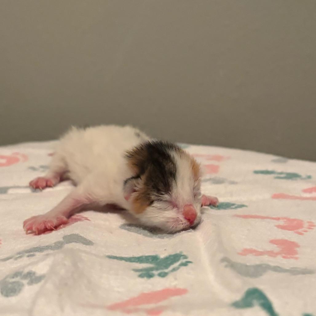 Enlarge Muffin, a Adoptable Domestic Short Hair in Fort Collins, CO image 5/6