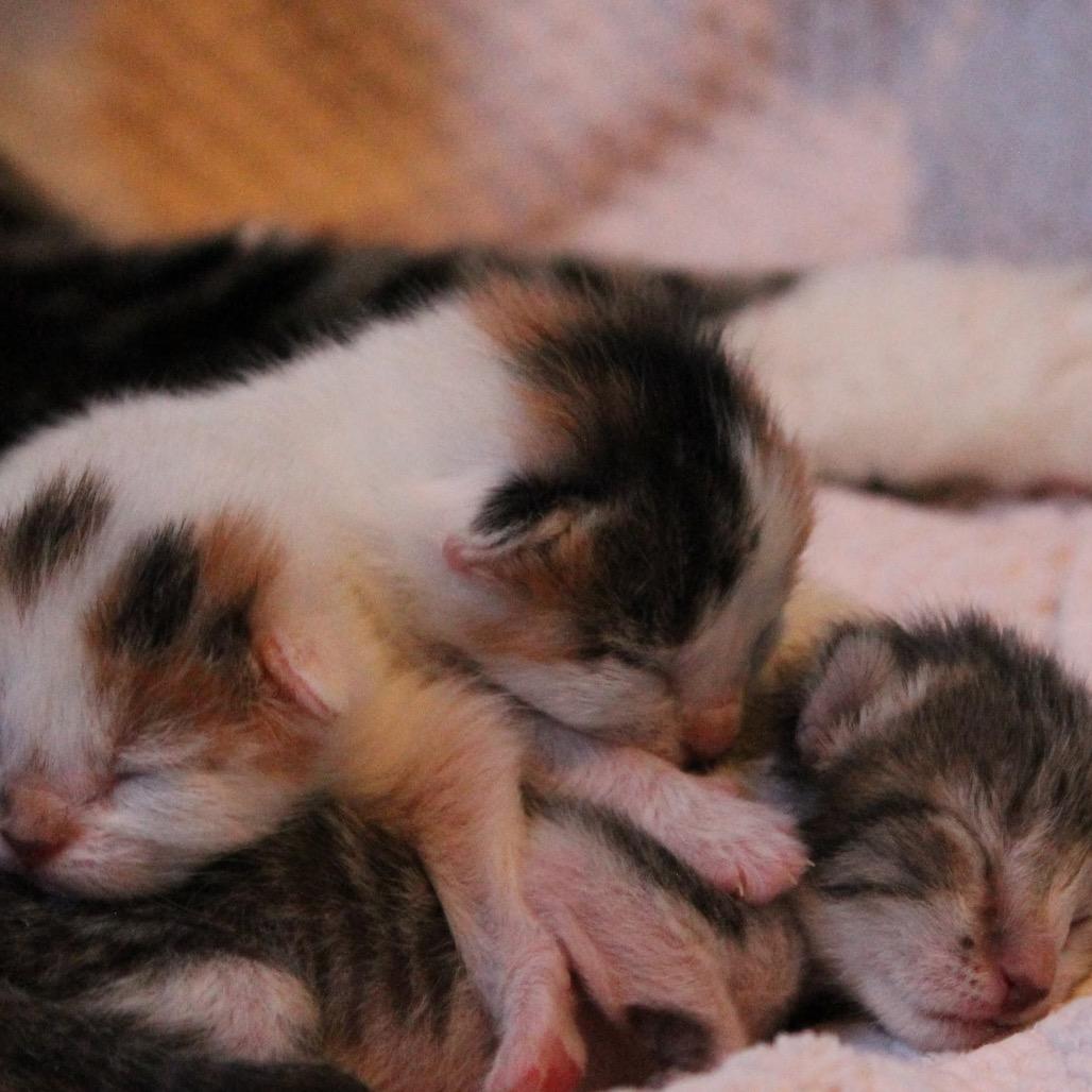 Enlarge Muffin, a Adoptable Domestic Short Hair in Fort Collins, CO image 6/6