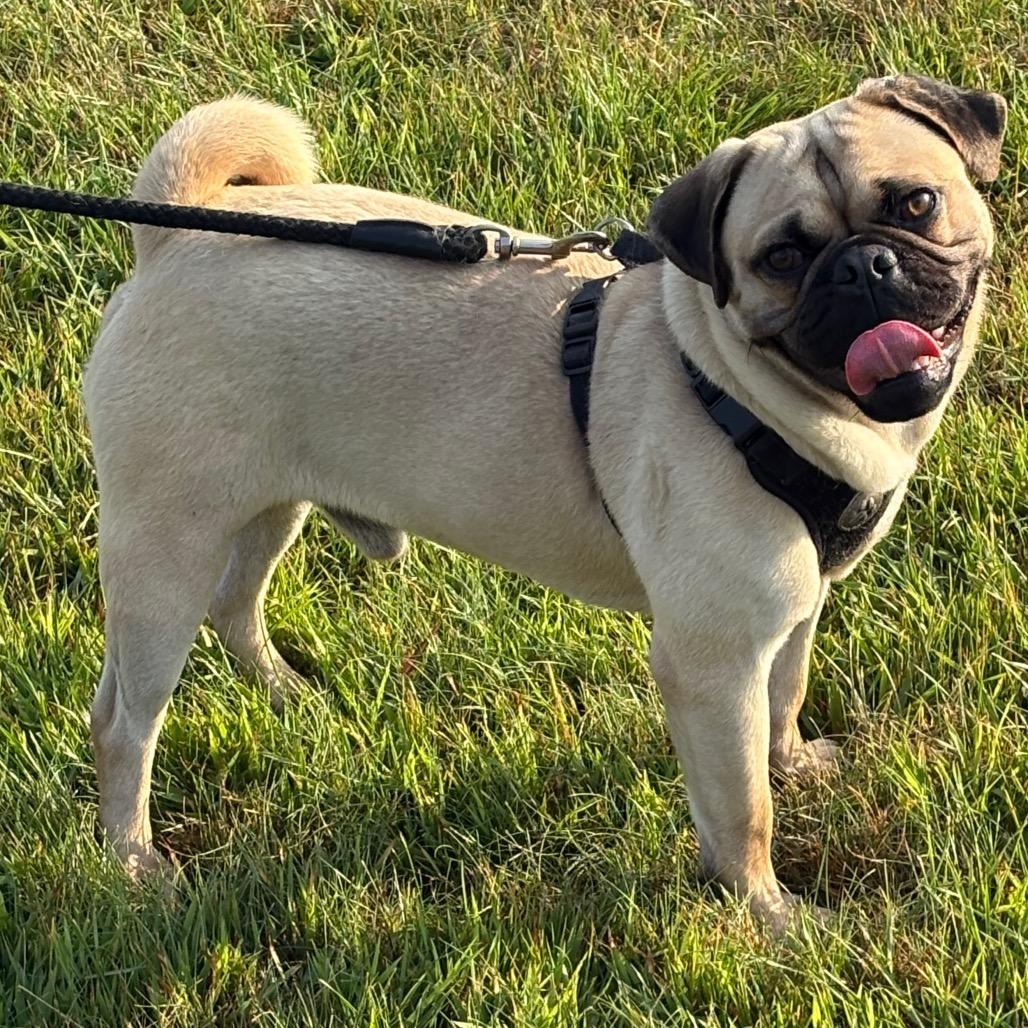 Mike Tyson, Adoptable, Young Male Pug & Mixed Breed.