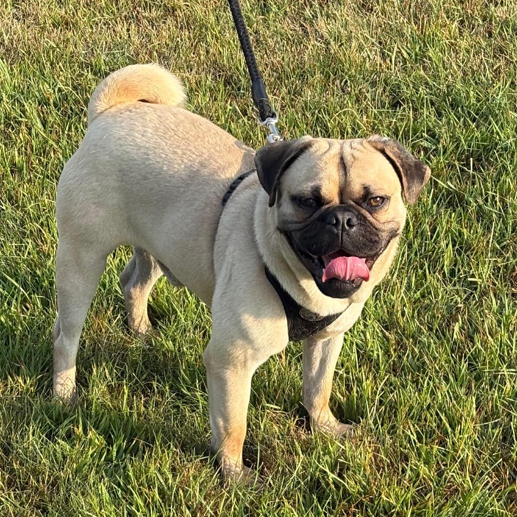 Enlarge Mike Tyson, a Adoptable mixed breed in Elbow Lake, MN image 2/5