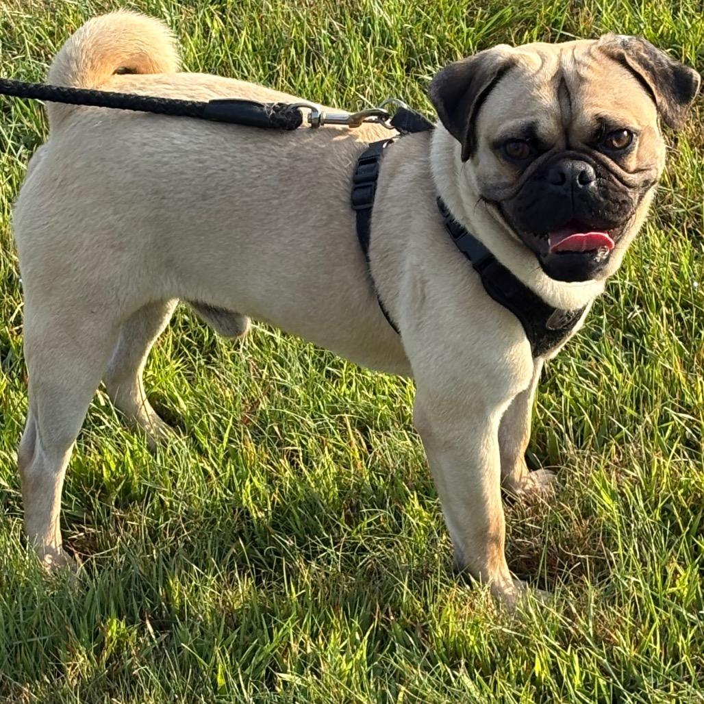 Enlarge Mike Tyson, a Adoptable mixed breed in Elbow Lake, MN image 3/5
