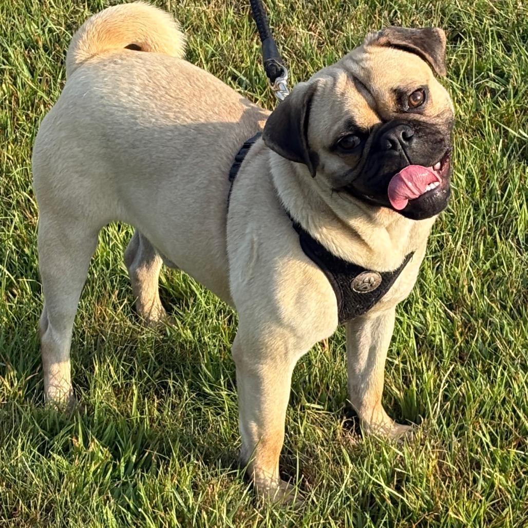 Enlarge Mike Tyson, a Adoptable mixed breed in Elbow Lake, MN image 4/5