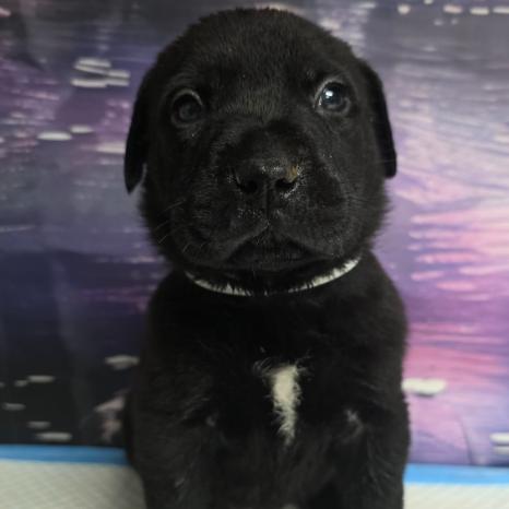 Enlarge Ducky, a Adoptable mixed breed in Fort Collins, CO image 1/2