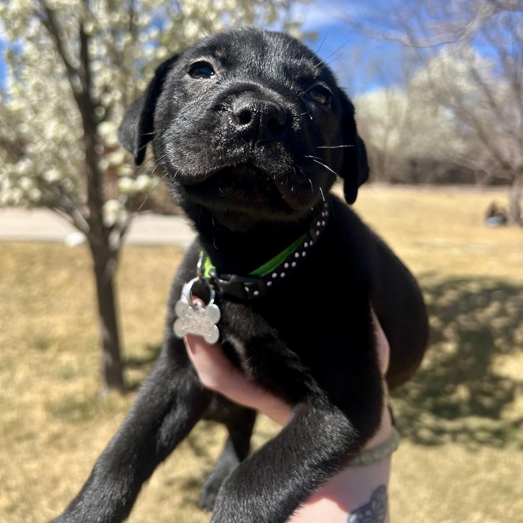 Enlarge Ducky, a Adoptable mixed breed in Fort Collins, CO image 2/2