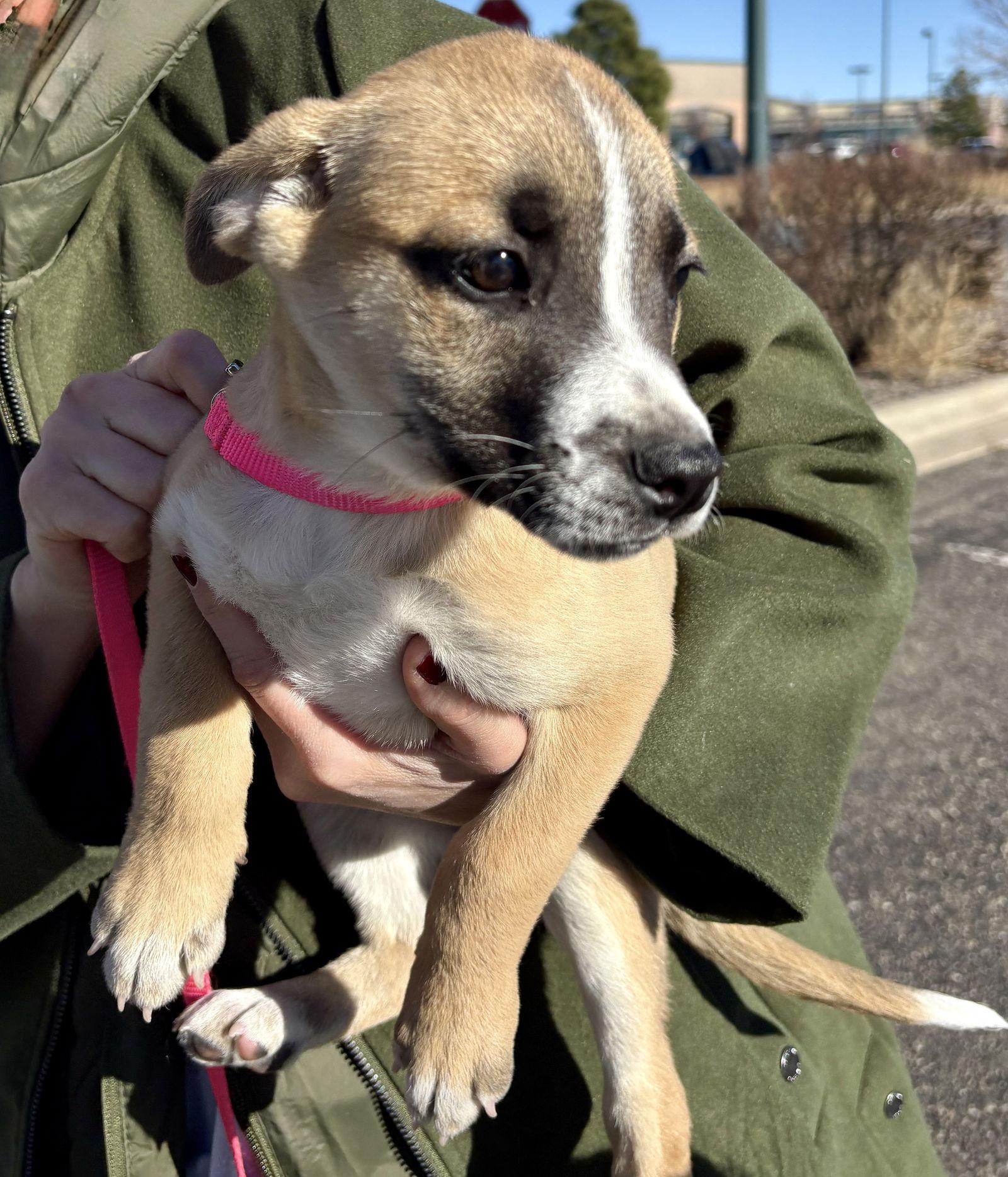 Noel, Adoptable, Puppy Female Labrador Retriever.