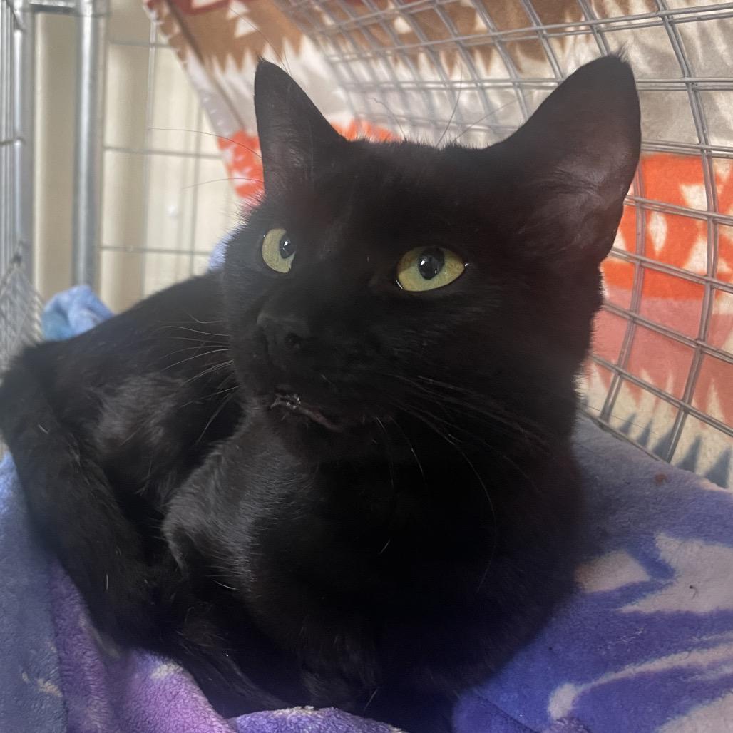 Enlarge Lenny the Binoculars (Horseheads Petsmart), a Adoptable Domestic Short Hair in East Smithfield , PA image 1/6